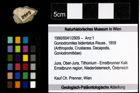 Foto (Objekt + Etiketten) von Goniodromites bidentatus (Reuss, 1858) 